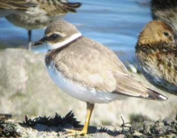 Ringed Plover by John Thorogood