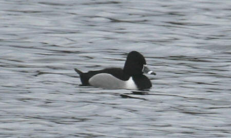 Ring-necked Duck ASW February 2008 by P Bowerman