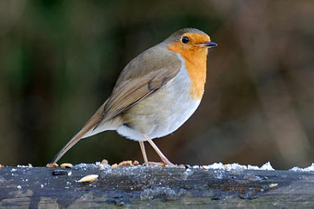 Robin at Willsbridge by Cheryl Martin
