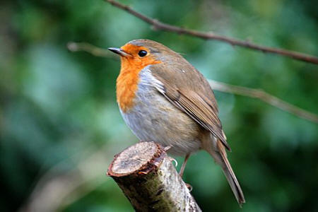 Robin at Willsbridge by Cheryl Martin
