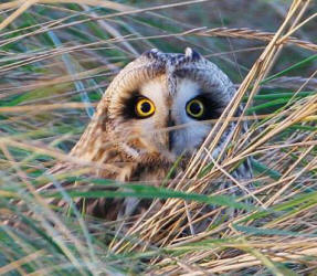 Short-eared Owl at Aust Warth by Gary Thoburn