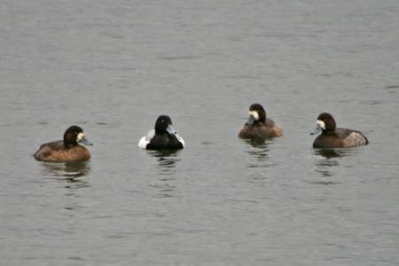 Scaup by Chris Teague