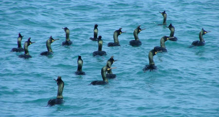 Shag by Ray Bulmer