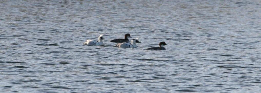 Smew by Gordon Youdale