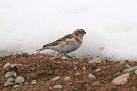 Snow Bunting by Chris Teague