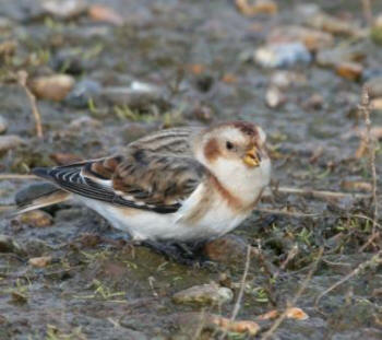 Snow Bunting by Gordon Youdale