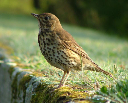Song Thrush by Ray Bulmer