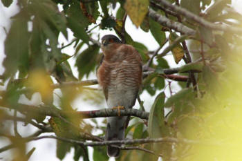 Sparrowhawk by John Thorogood