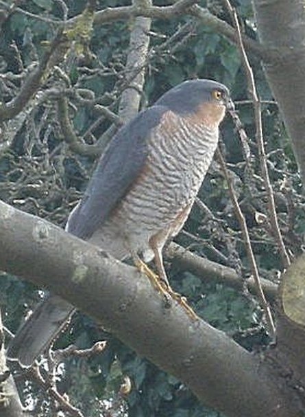 Sparrowhawk by Geoff Harris