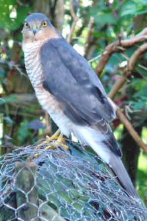 Sparrowhawk by P Evans