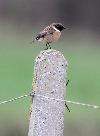 Stonechat by John Sparks