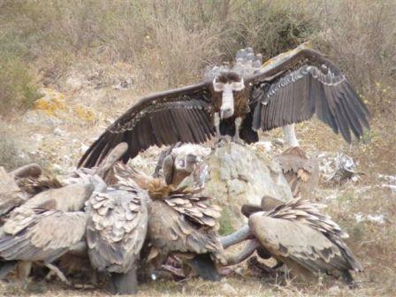 Vultures