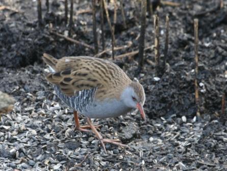 Water Rail by Gordon Youdale