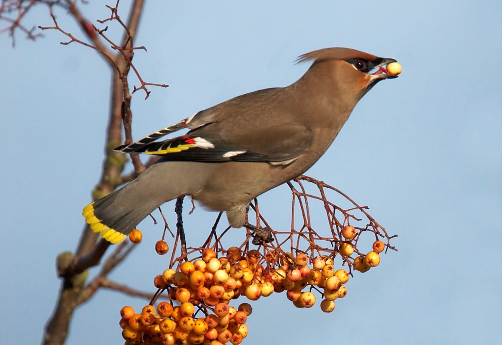 Waxwing by David Wilson