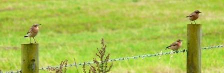 Wheatears at Weston Moor by Pete Evans