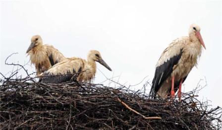 White Storks