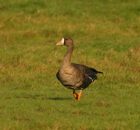White-fronted Goose by Paul Bowerman