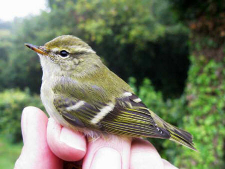 Yellow-browed Warbler at Cameley by Bob Medland