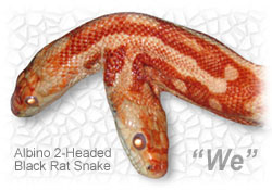 ''We'' � The Albino Two-Headed Black Rat Snake
