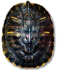 'Lucky,' the alleged Satanic Turtle in Indiana � Please note: Although they are not visible in this photo, Lucky is not missing any of his extremities. Nope, he merely has all of his legs and feet, his little turtle tail, and most of his head (That's the tip of his nose at the top of the picture.) pulled back into the safety of his shell. So, please, don't be alarmed. He's just displaying natural turtle behavior, a defense mechanism that evolved millions of years ago to ensure self-preservation and the continued survival of his species. Perhaps Lucky is withdrawn here because he is inherently camera-shy. Or, as is more likely the case, when he heard someone scream out, ''Oh, my God, there's a devil on that turtle's back!'' he immediately went into the turtle-equivalent of DefCon 1, and pulled all his turtle parts into his shell, and freaked out, and started frantically yelling something like, ''Devil!? On my back!? Help! Please, help me! Get it off, get it off, get it off! AAACK!!!'' ...Or maybe not.