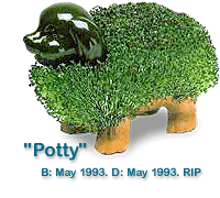 Potty the Chia Pet