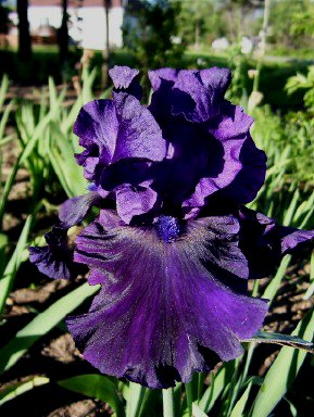 Blackoutseedling