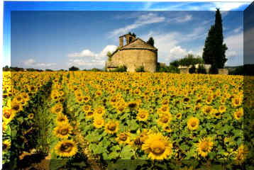 girasol (36088 bytes)