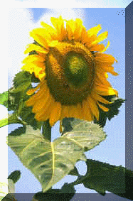 sunflowr.gif (35760 bytes)