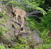 sm-elwhadeer3.jpg (29186 bytes)