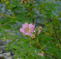 sm-elwharose.jpg (18550 bytes)
