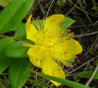 sm-flower1.jpg (21613 bytes)