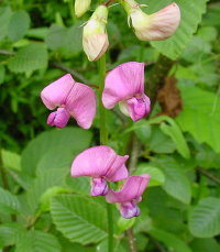 sm-flower2.jpg (20626 bytes)
