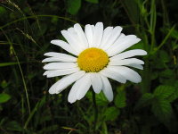 sm-flower3.jpg (15897 bytes)