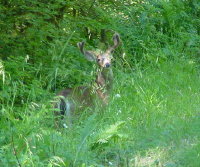 sm-solducdeer2.jpg (21296 bytes)