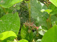 sm-spiderweb.JPG (19373 bytes)