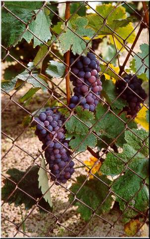 Grapes_on_a_Vine.jpg