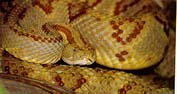ANACONDA