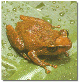 coqui