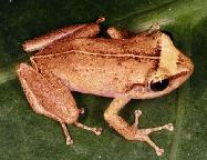 coqui