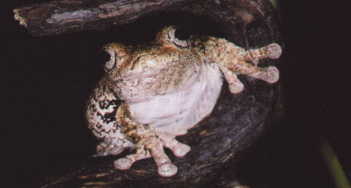 palmeado