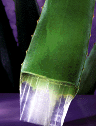 ALOE