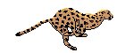 LEOPALDO