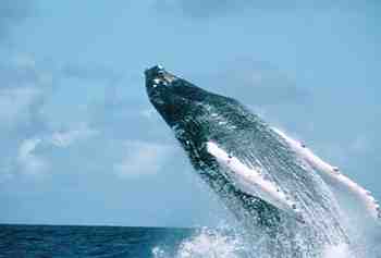 ballena