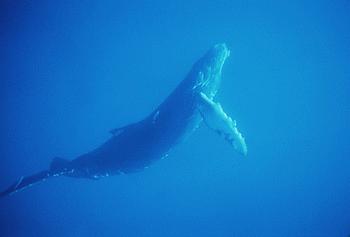 BALLENA