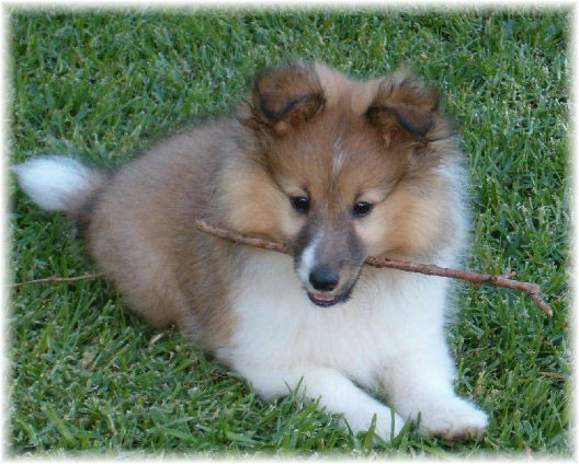 'Alfie' @ 9-1/2wks