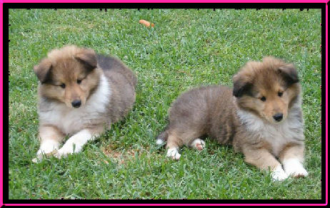 These are typical Burdekin puppies!!!