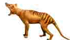hectiger.gif (5894 bytes)
