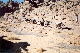 Carovana di asini sul Tassili