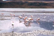 Laguna Hedionda