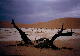 Dead Vlei